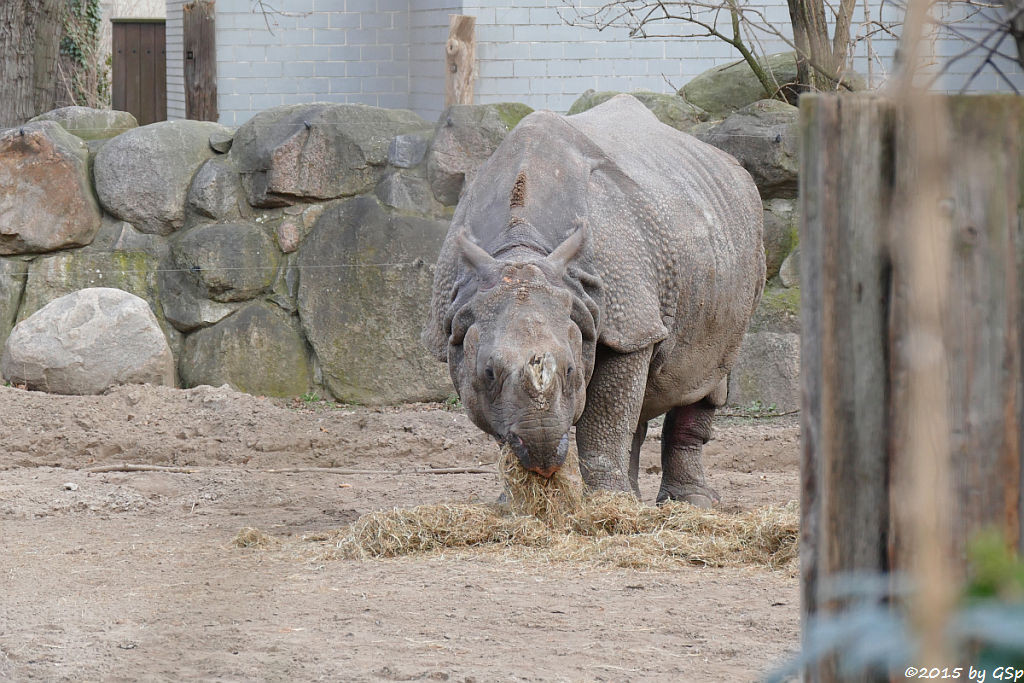 Panzernashorn