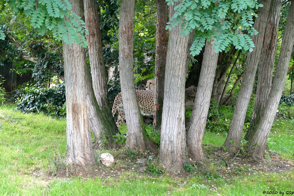 Südafrikanischer Gepard