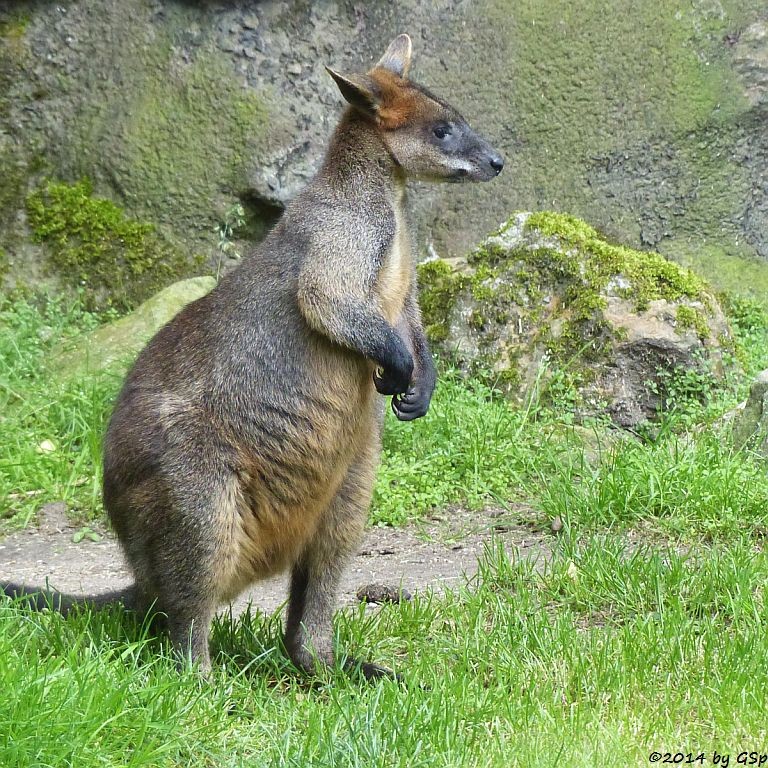 Sumpfwallaby