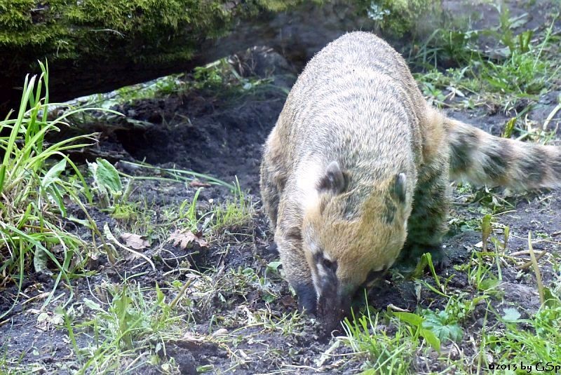 Nasenbär