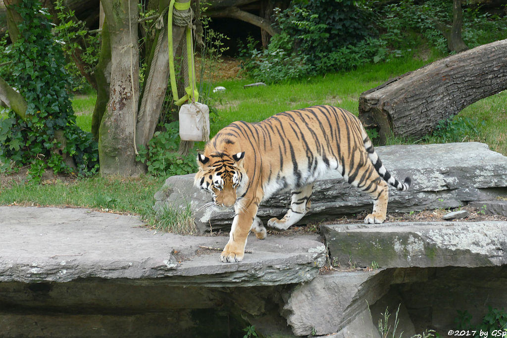 Amurtiger (Sibirischer Tiger, Mandschu-Tiger) SERGAN