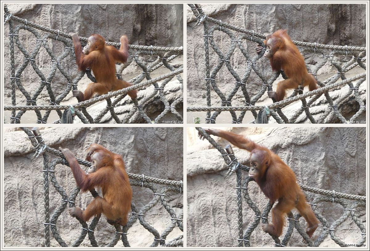 Sumatra-Orang-Utan