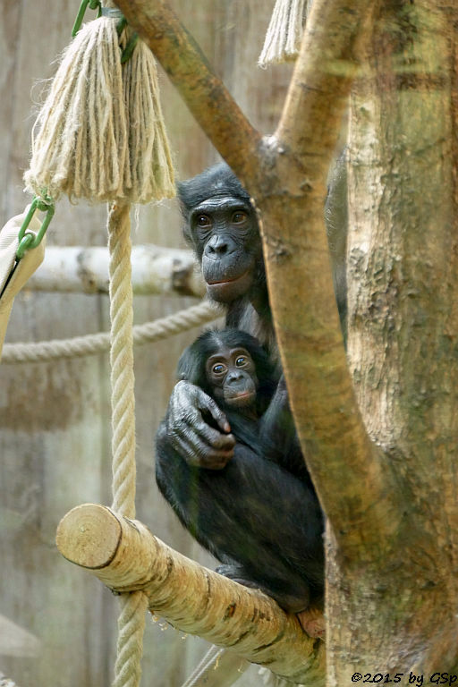 Bonobo BINTI m. BINA, geb. am 3.4.15 (6 Mon.)
