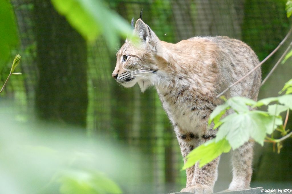 Europäischer Luchs