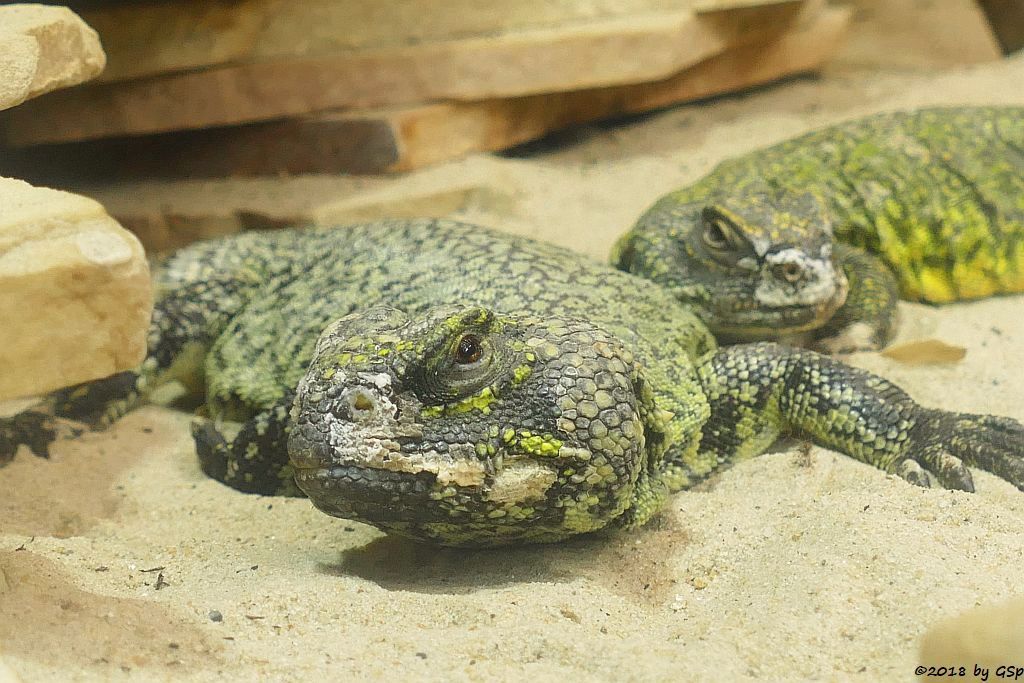 Nordafrikanischer Dornschwanz (Veränderlicher Schleuderschwanz)