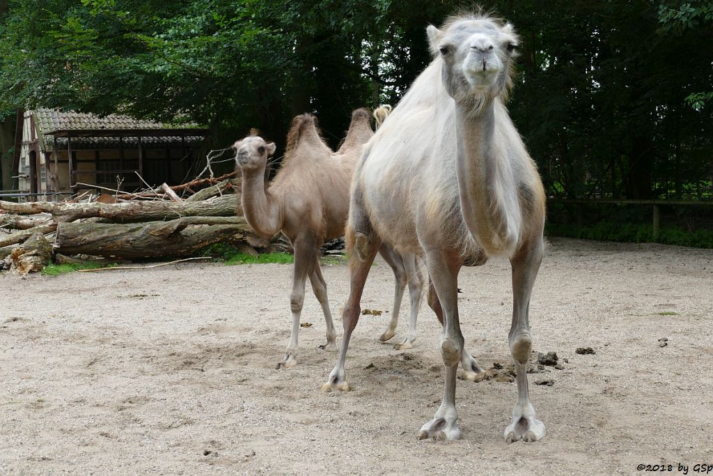 Trampeltier (Zweihöckriges Kamel, Hauskamel)