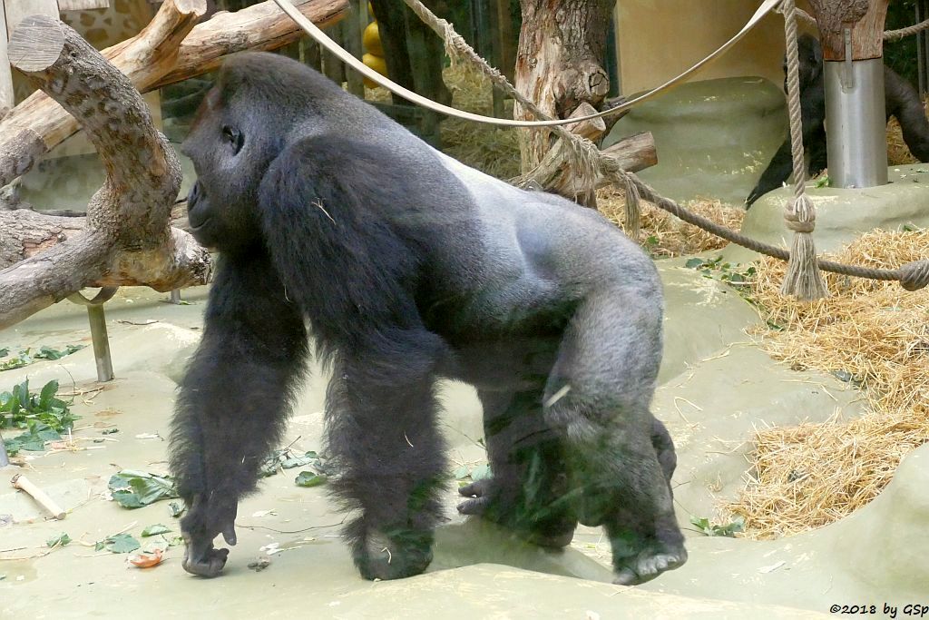 Flachlandgorilla KITO