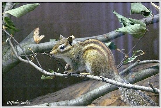 Burunduk (Sibir. Streifenhörnchen)