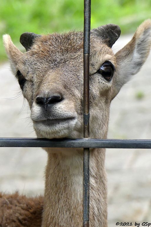 Europäischer Mufflon (Tyrrhenischer Mufflon, Europäisches Wildschaf)