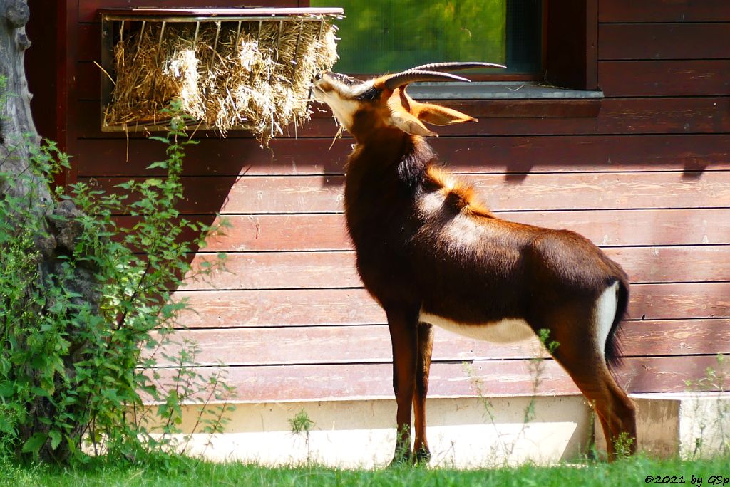 Südafrikanische Rappenantilope