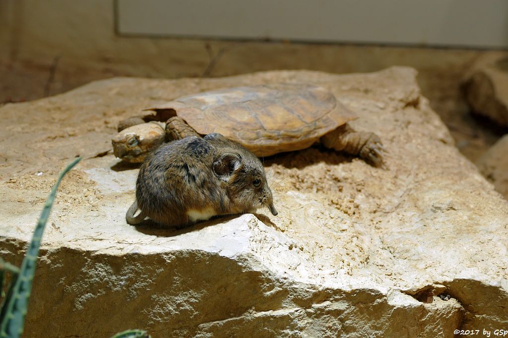 Kurzohr-Rüsselspringer (Kurzohrige Elefantenspitzmaus), Spaltenschildkröte