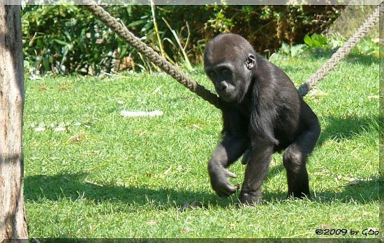 Flachlandgorilla THABO, geb. im Nov.2007