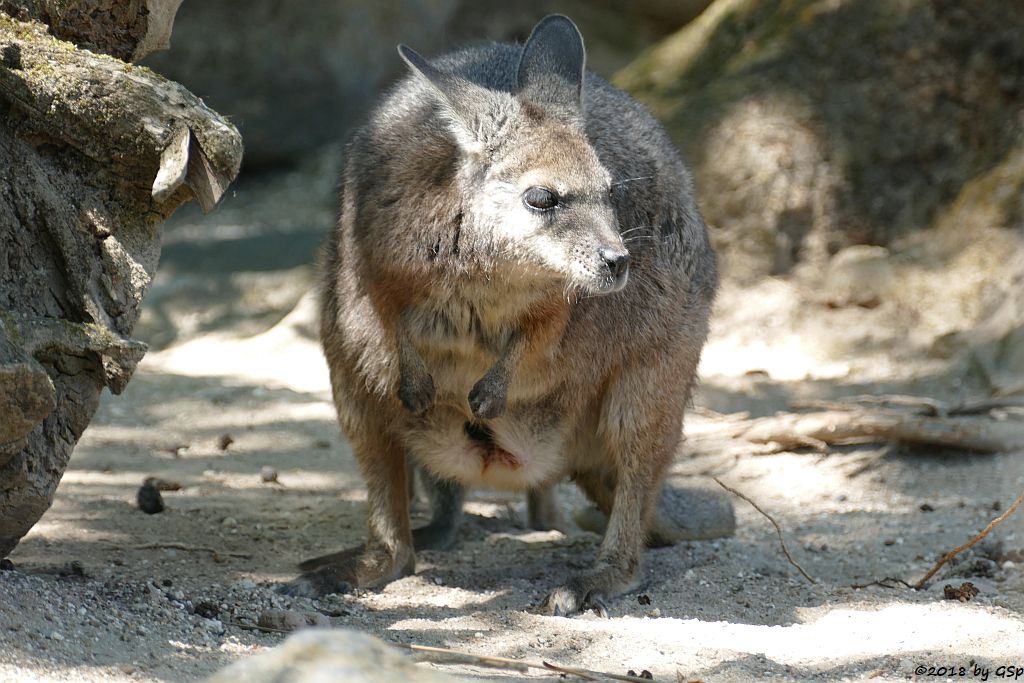 Tammarwallaby (Derbywallaby, Damakänguru)