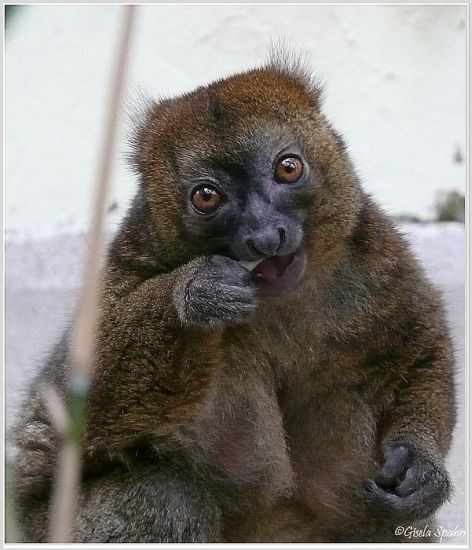 Großer Bambuslemur