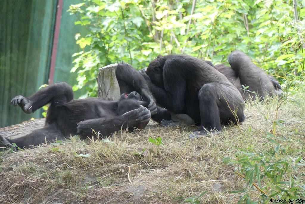 Westlicher Flachlandgorilla