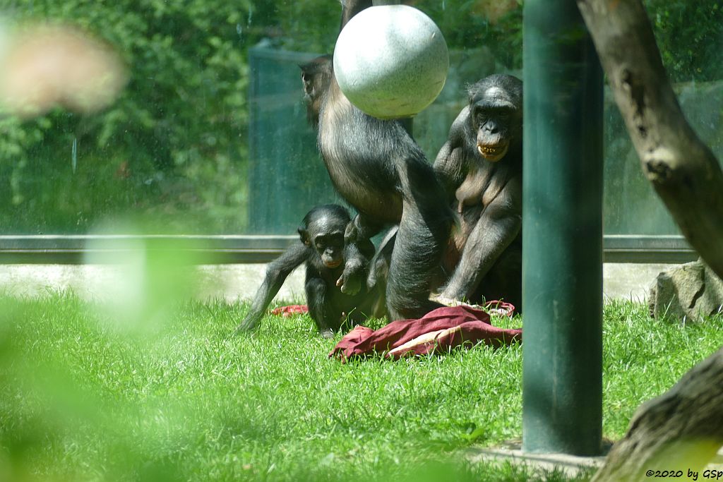 Bonobo (Zwergschimpanse)