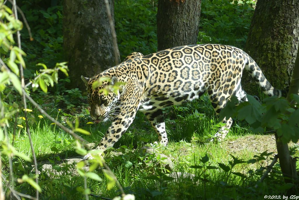 Jaguar