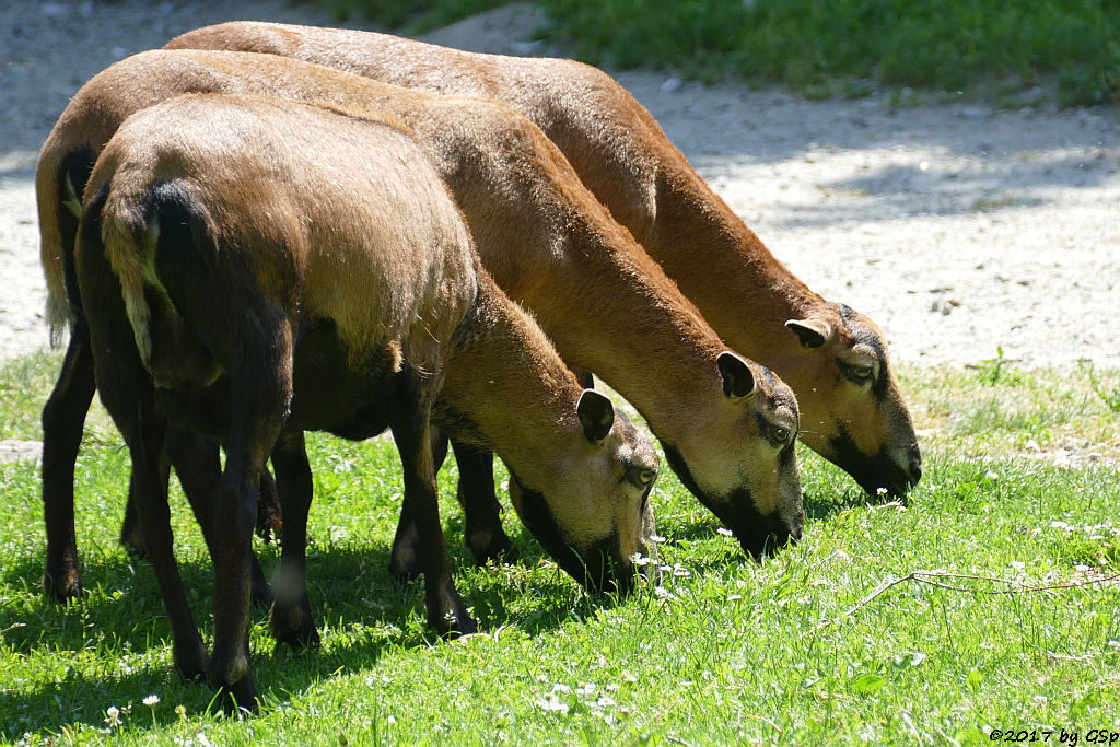 Kamerunschaf