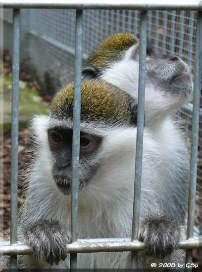 Grüne Meerkatze