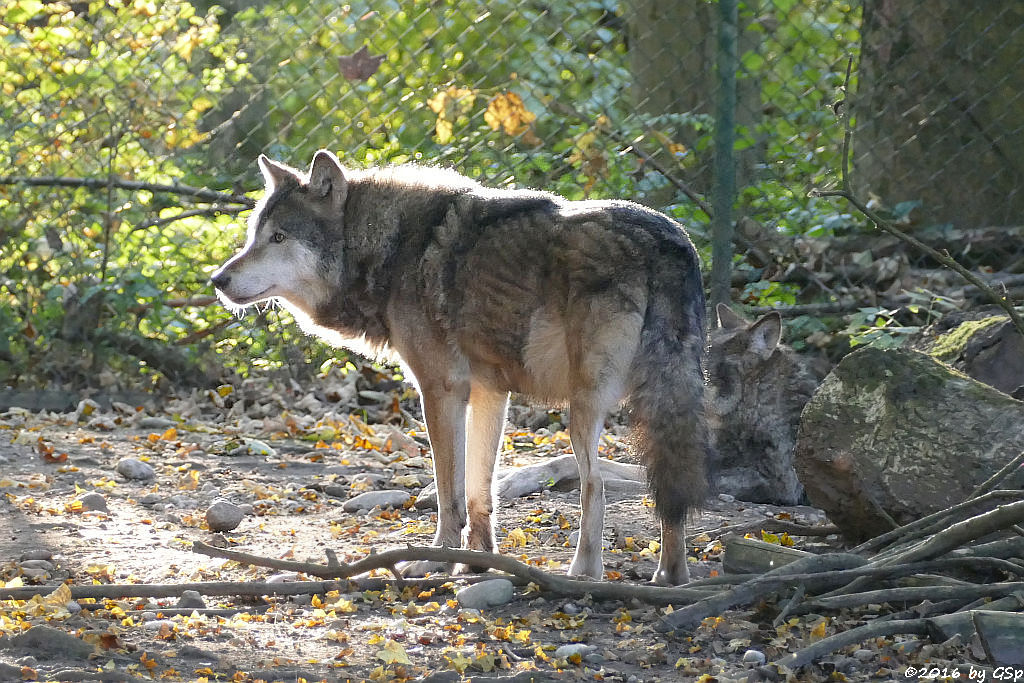 Eurasischer Wolf