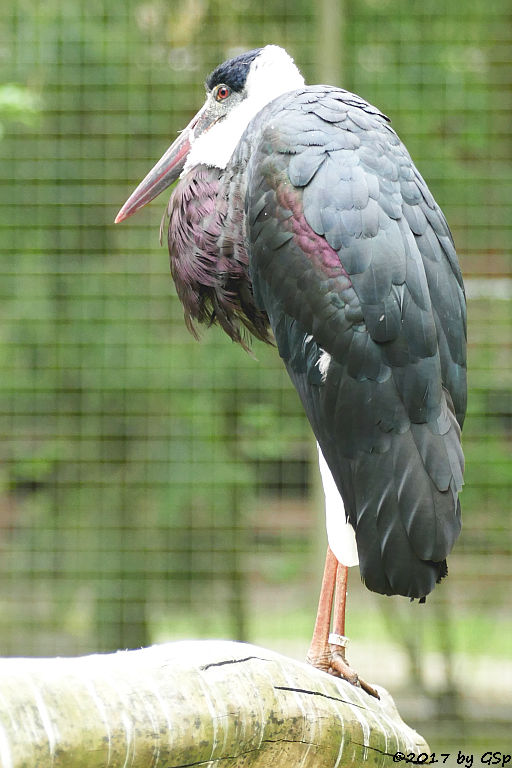 Asiatischer Wollhalsstorch