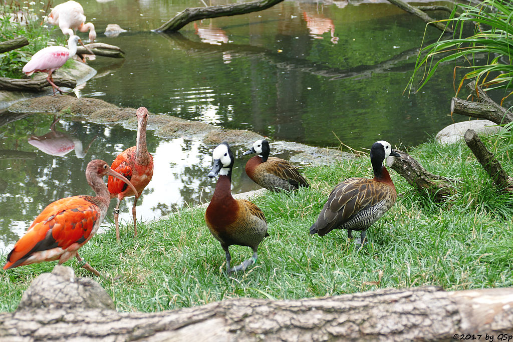 Roter Sichler (Scharlachsichler, Rotibis),  Witwenpfeifgans (Witwenente, Witwenpfeifente), Rosalöffler, Chileflamningo (Chilenischer Flaming