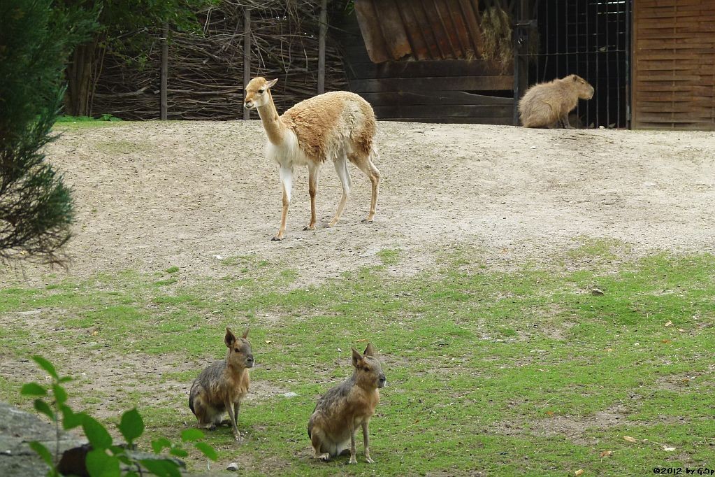 Mara, Vikunja, Capybara 