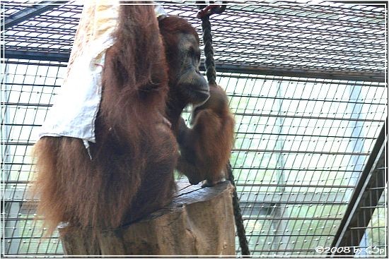 Sumatra-Orang-Utan m. Baby EIRINA, geb. am 30.12.07