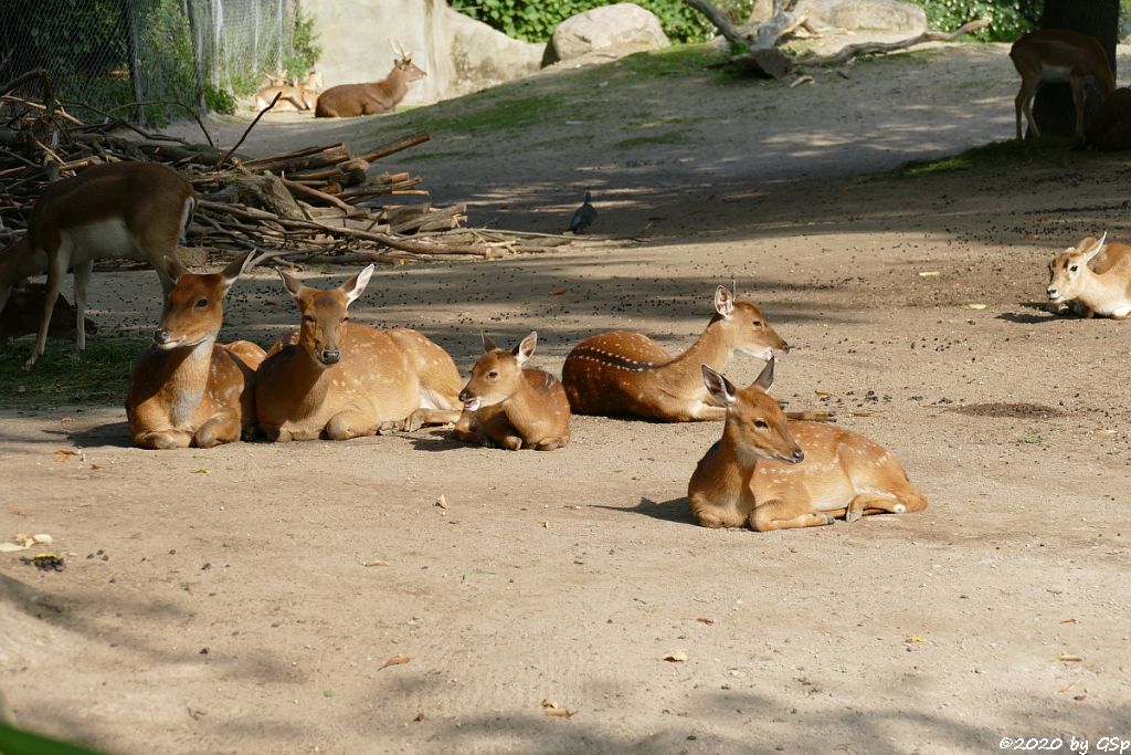 Vietnam-Sikahirsch, Hirschziegenantilope (Sasin)