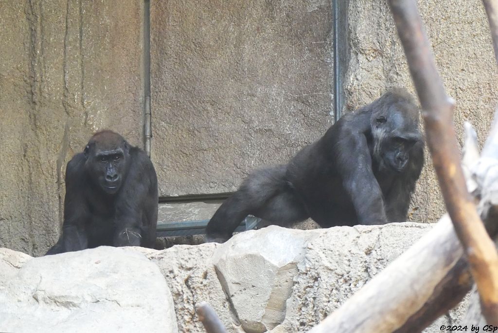 Westlicher Flachlandgorilla