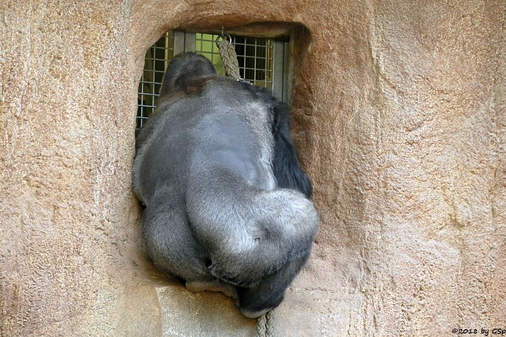 Flachlandgorilla ABEEKU