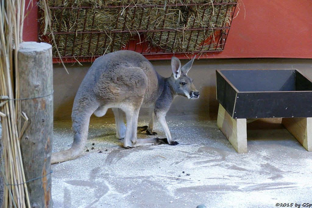 Rotes Riesenkänguru