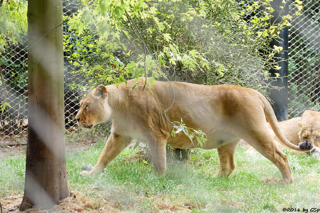 Asiatischer Löwe