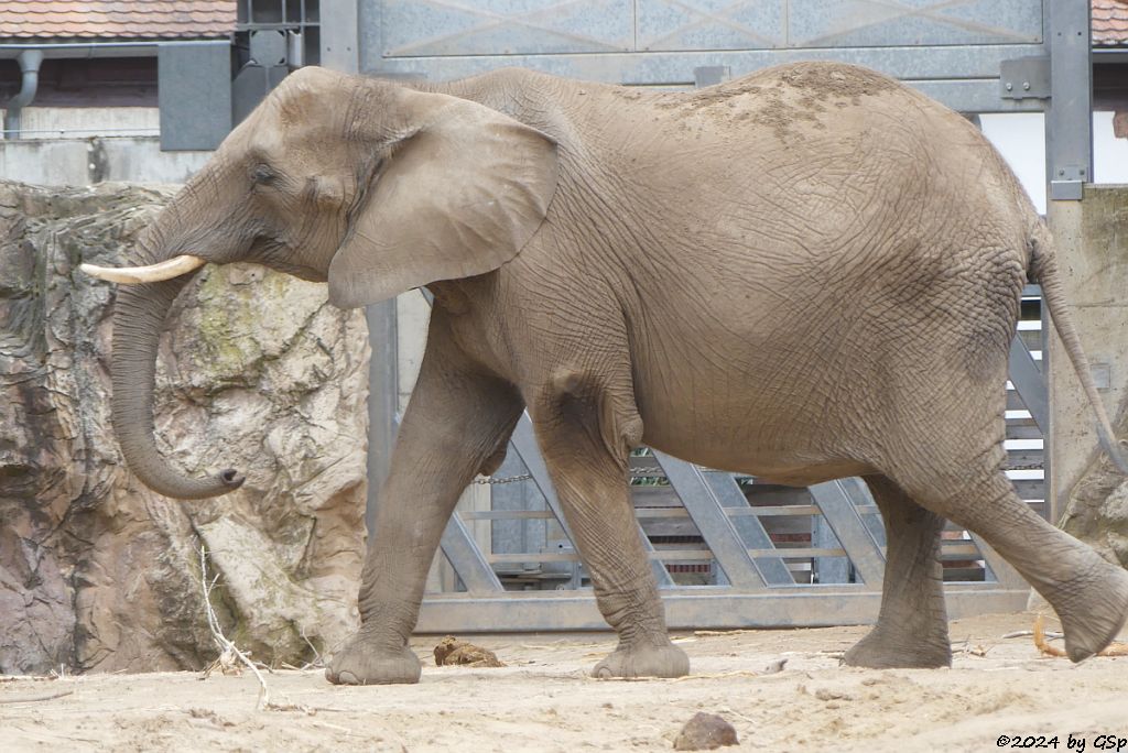 Elefanten Zoo Halle: TANA
