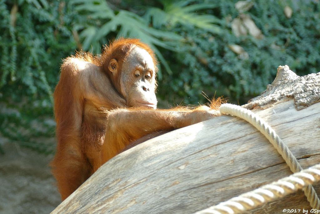 Sumatra-Orang-Utan BATAK, seit 8.8.17 in Hamburg