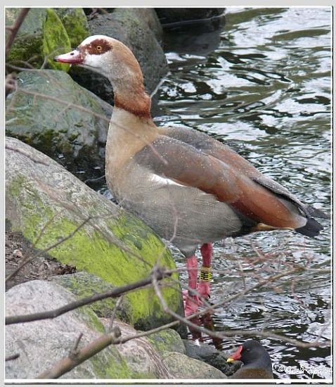 Nilgans