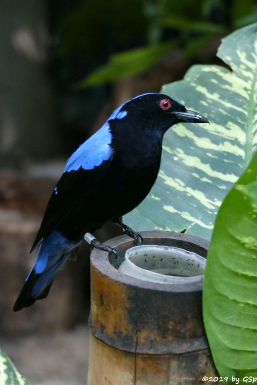 Türkisfeenvogel (Elfenblauvogel, Türkis-Irene)