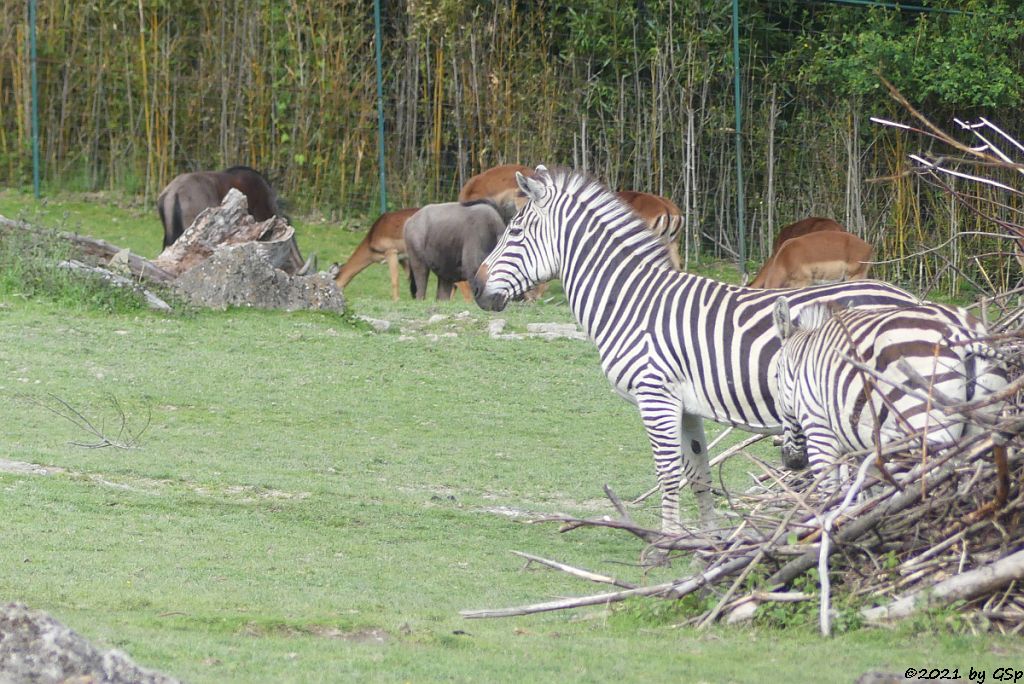 Böhm-Steppenzebra (Grant-Zebra), Südliches Streifengnu (Blaues Gnu), Impala (Schwarzfersenantilope)