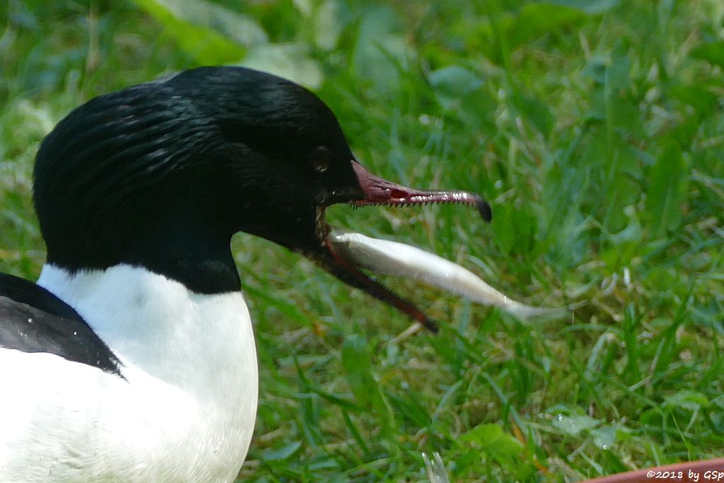 Europäischer Gänsesäger