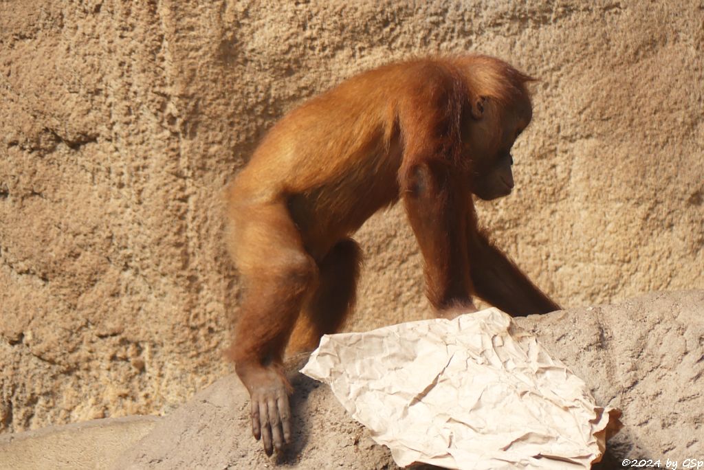 Sumatra-Orang-Utan