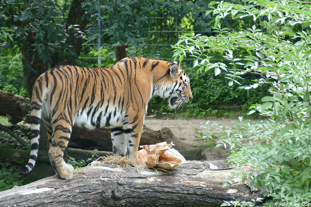 Amurtiger (Sibirischer Tiger, Mandschu-Tiger) SERGAN