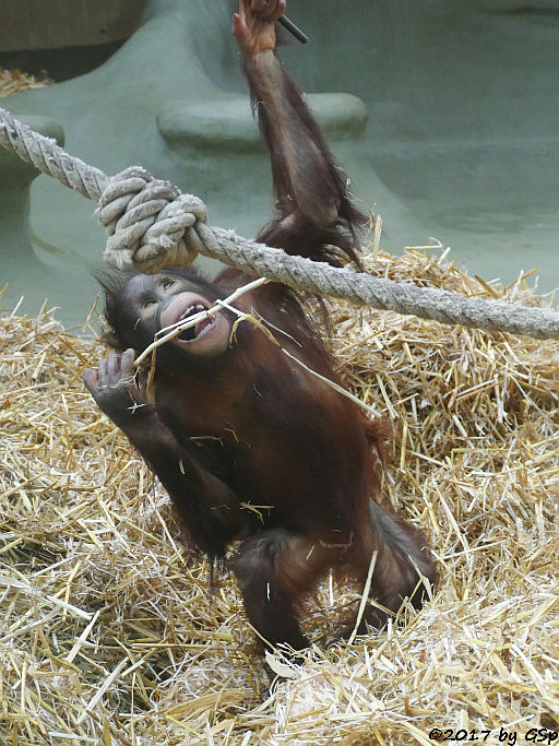 Borneo-Orang-Utan