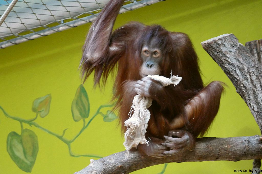 Sumatra-Orang-Utan