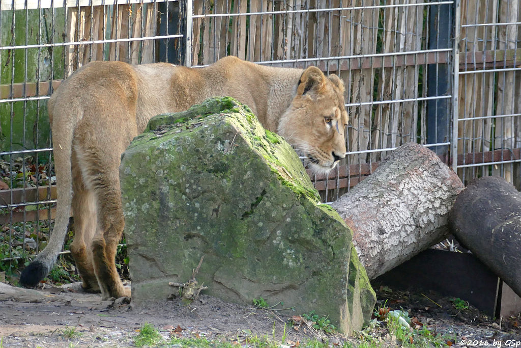 Asiatischer Löwe