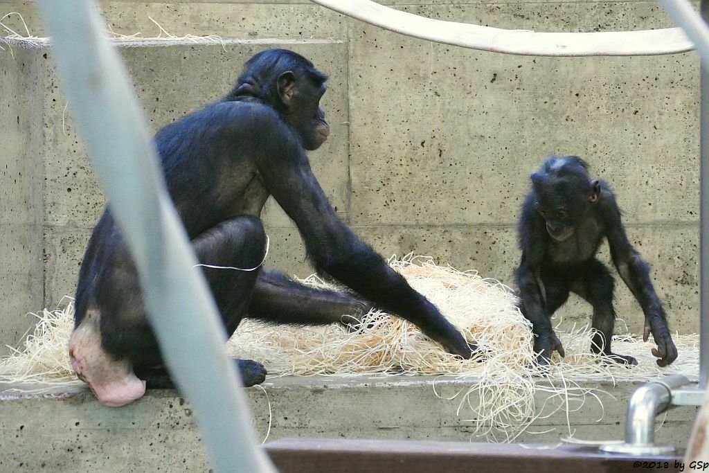 Bonobo (Zwergschimpanse)