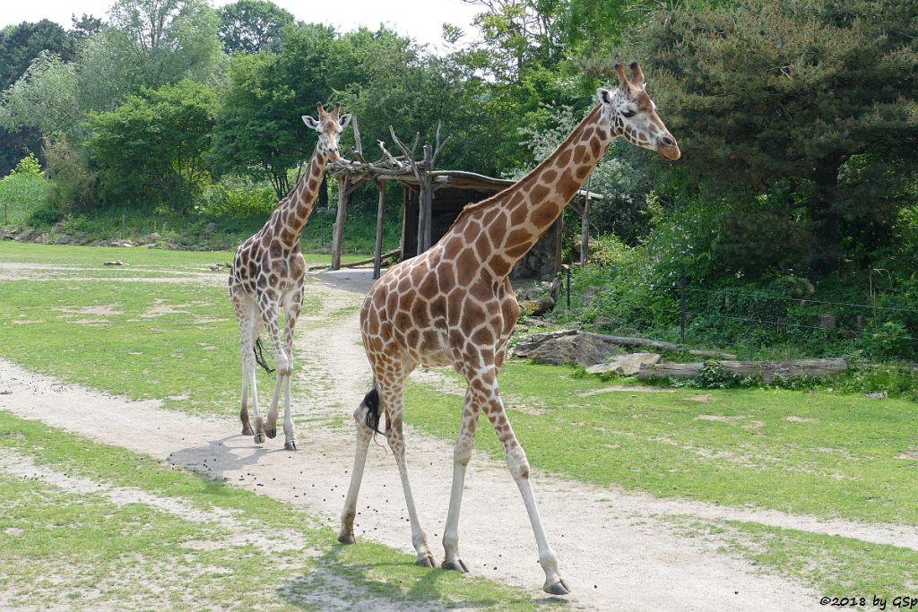 Rothschildgiraffe (Uganda-Giraffe, Baringo-Giraffe)