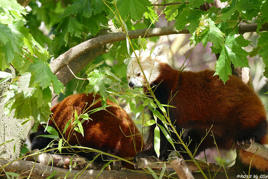  Kleiner Panda