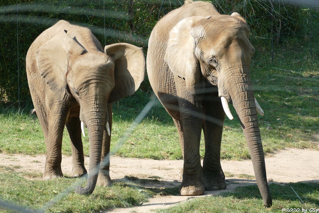 KARIBA, LILAK