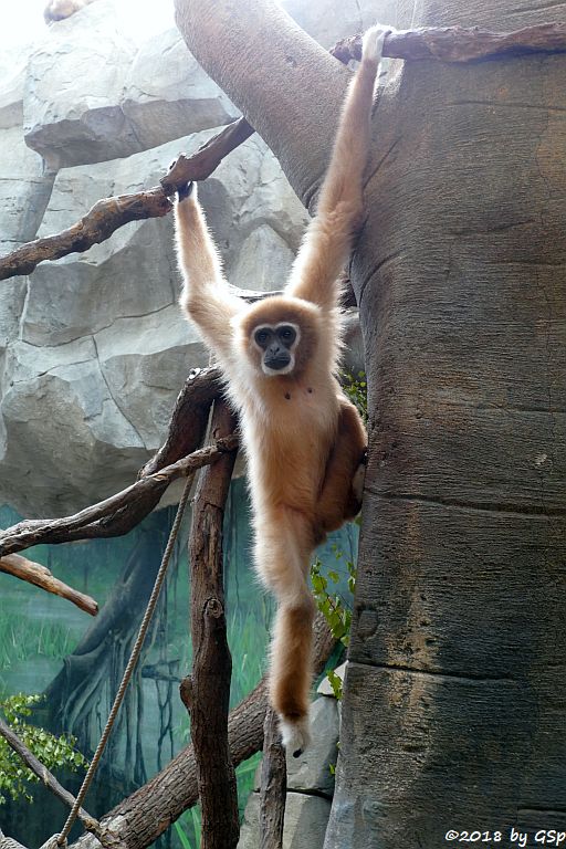 Weißhandgibbon