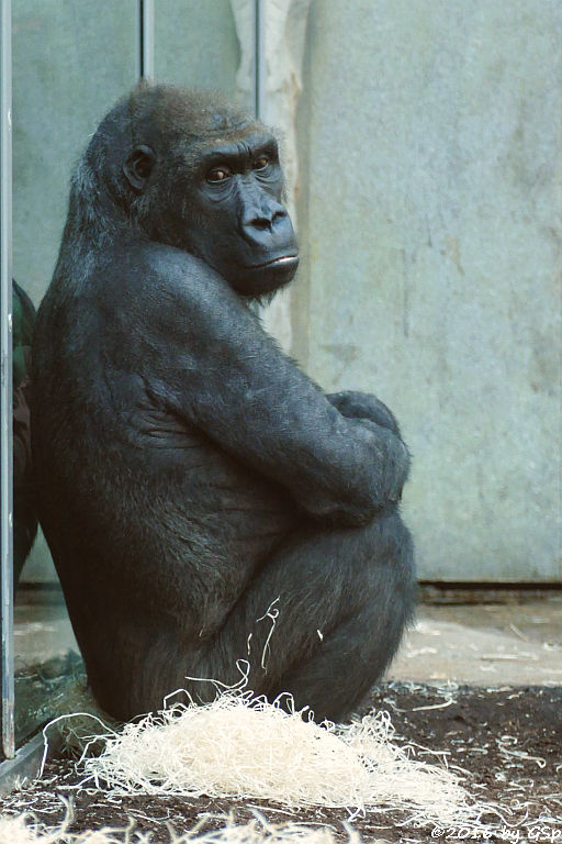 Flachlandgorilla